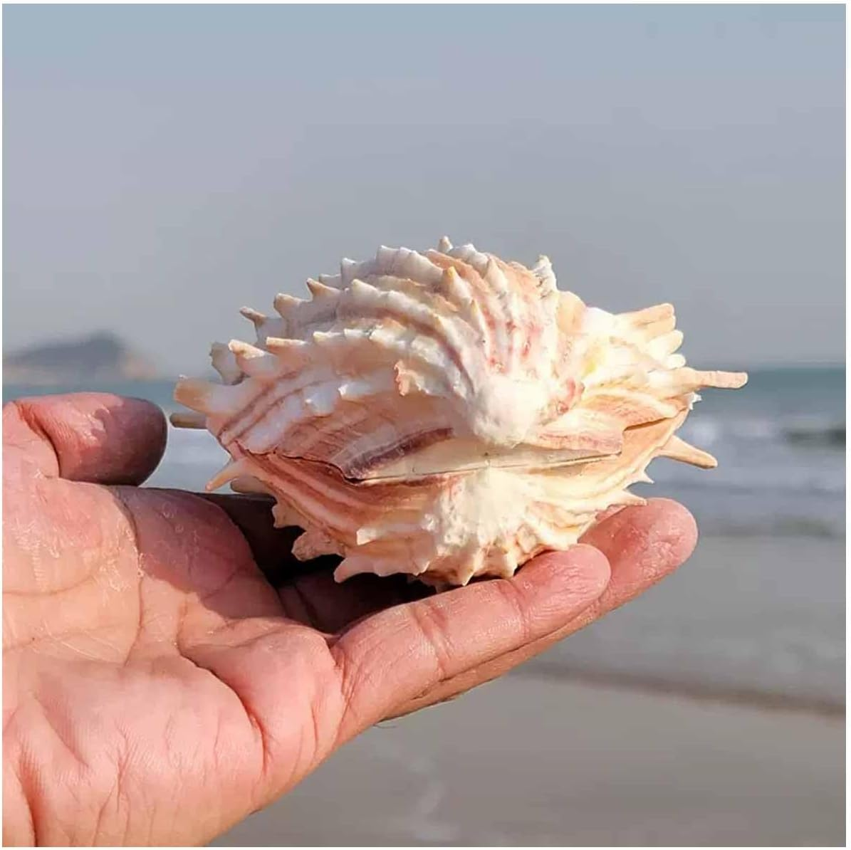 Shells,Conch Shell, Shells Natural Large Conch Shell 10-13Cm for Home Decorations,Diy Crafts(10~11Cm) image number 1