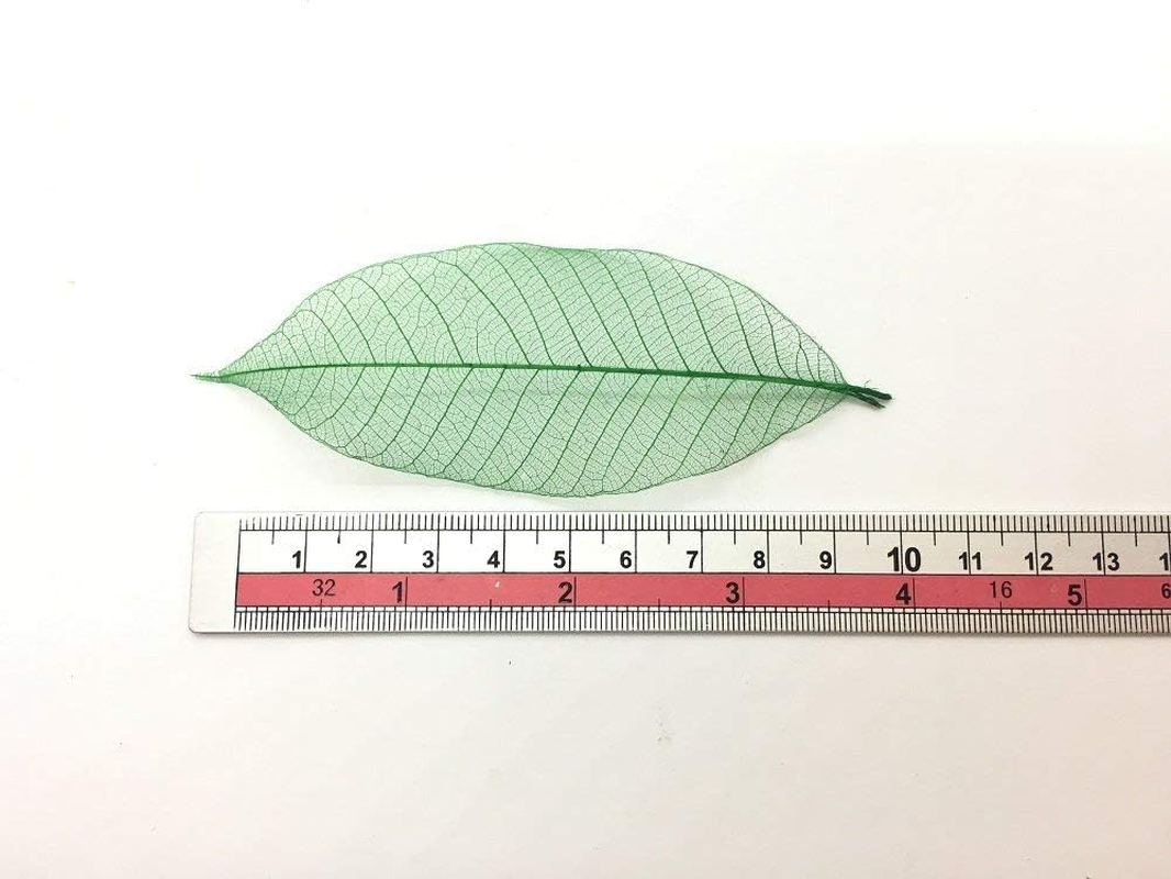 100 Pcs 4-5 Inch Skeleton Leaves Rubber Tree Natural Scrapbooking Craft DIY Card Wedding, Large Leaves (Green Color) image number 6