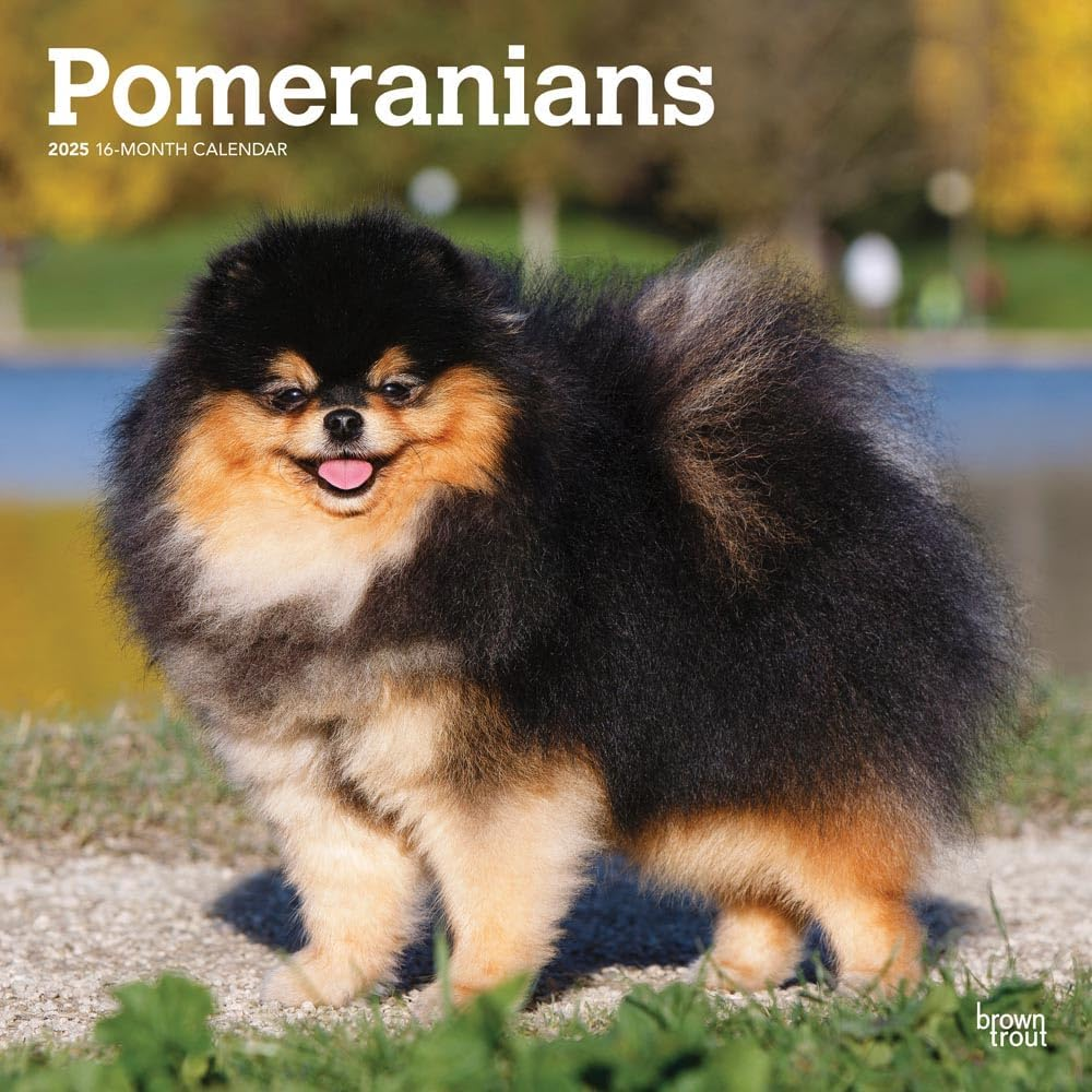 Pomeranians | 2025 12 X 24 Inch Monthly Square Wall Calendar | Plastic-Free | Browntrout | Animals Small Dog Breeds