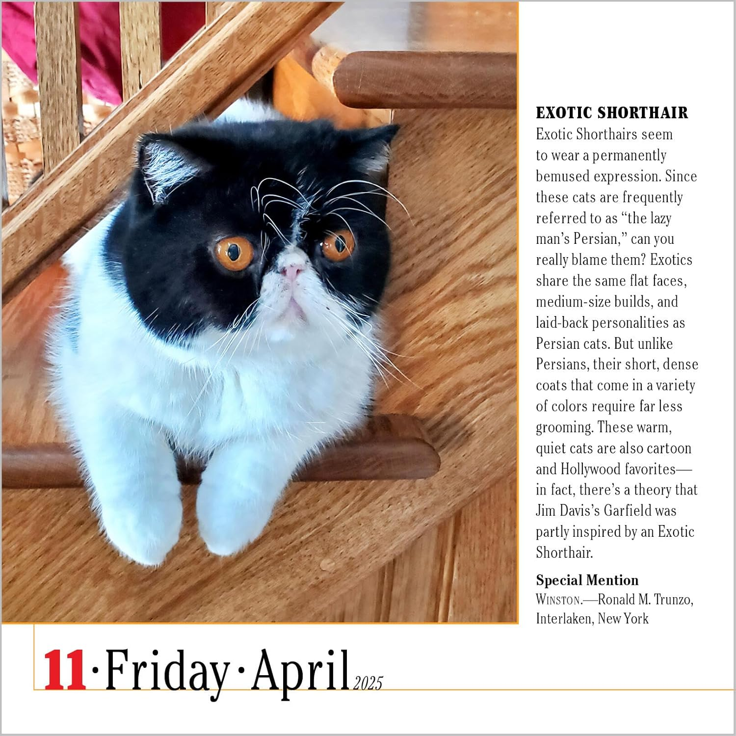 365 Cats Page-A-Day Calendar 2025: the World'S Favourite Cat Calendar image number 3