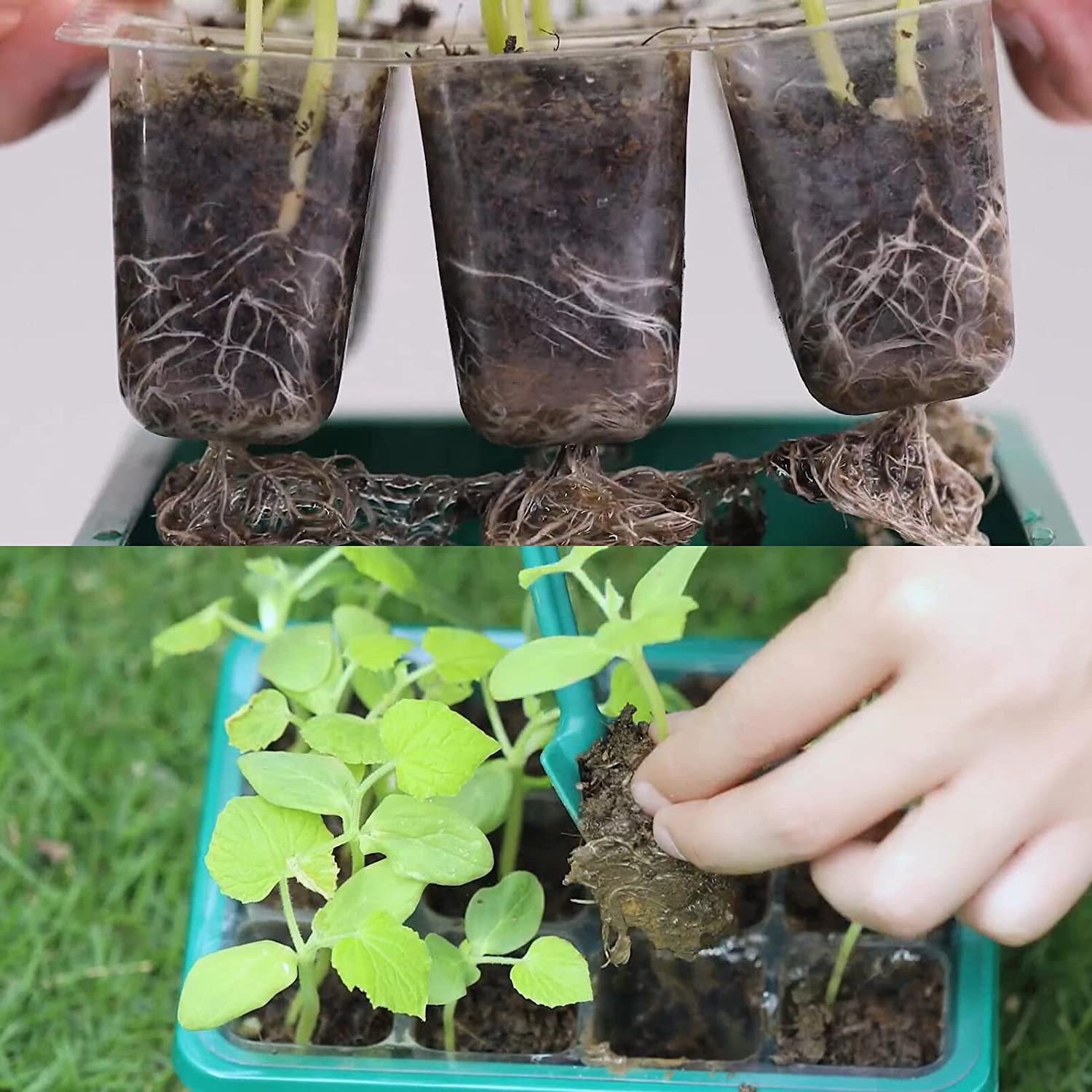 12 Packs Seed Starter Tray,Seed Starter Kit with 10 Plant Labels (12Cells per Tray),Mini Greenhouse Germination Kit for Seeds Growing Starting,Seed Starting Trays Plant Starter (12, Green) image number 2