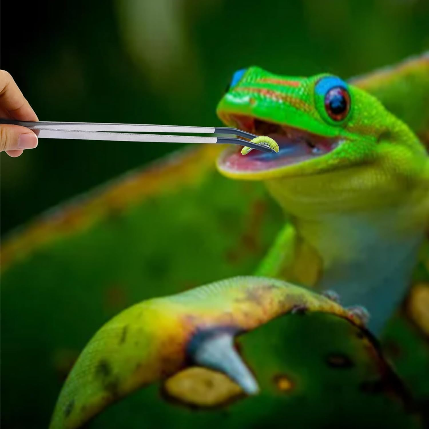 Stainless Steel Reptile Feeding Long Tongs Tweezers with Rubber Tip,3Pcs Stainless Steel Straight and Curved Tweezer Aquarium Tweezers with Rubber Tip,Reptile Feeding Tongs Straight and Curved Tweezer image number 4