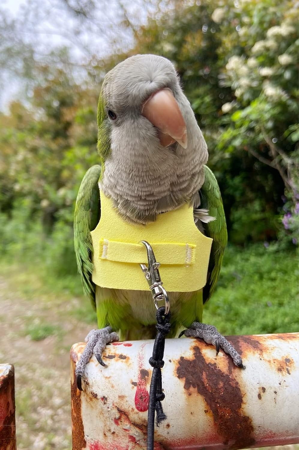 Bird Flight Harness Vest, Parrot Suit with Leash for Parakeets Cockatiels Conures Budgies, Flying Clothes Rope and Handle Outdoor Activities Training, anti Bite (2M, Yellow) image number 6