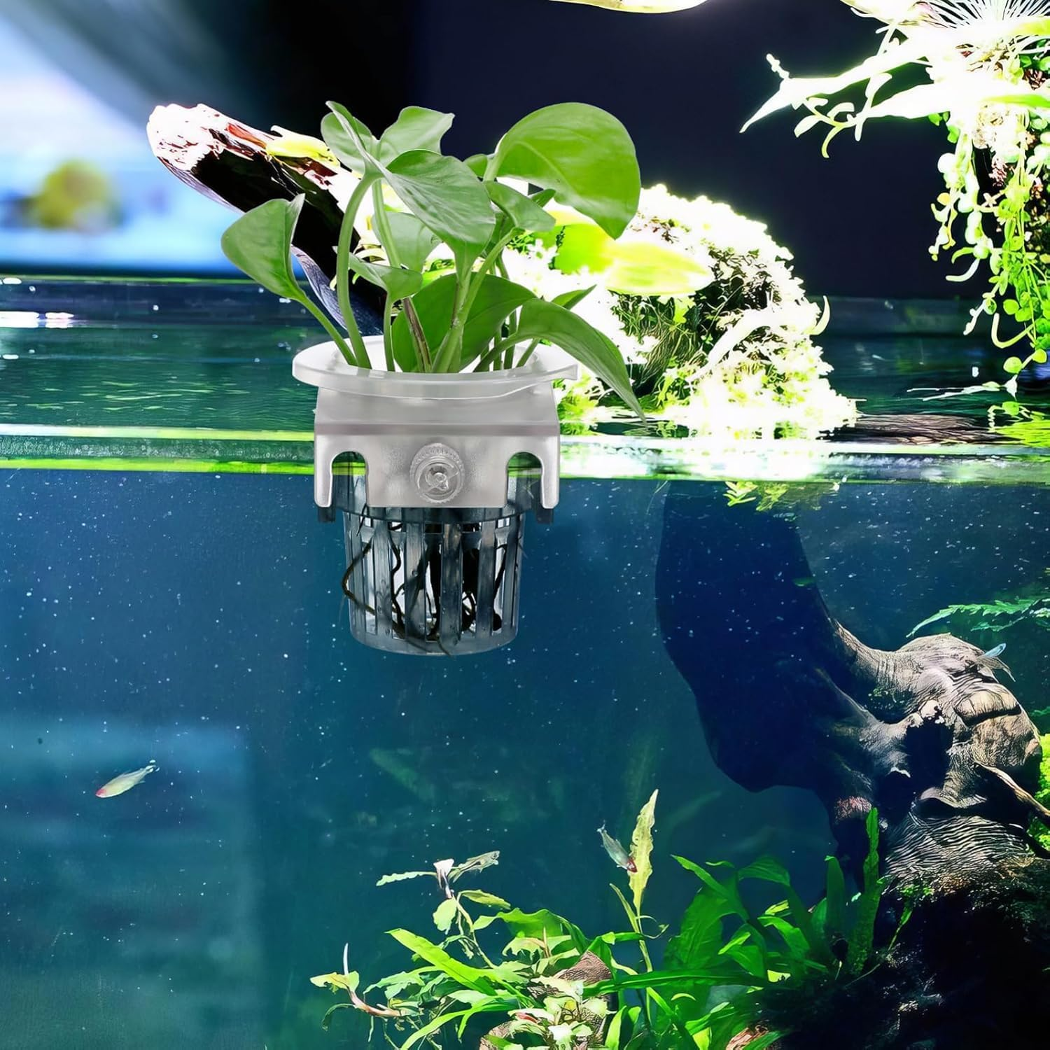 2Pcs Hanging Clear Fish Tank Plant Holder with Hole, Plastic Hanging Aquarium Plant Holders, Clear Aquarium Plant Holder with Rooting Hole