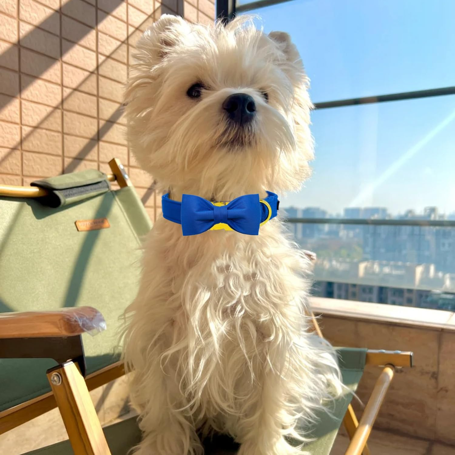Maca Bates Blue Dog Collar with Bow Bowtie for Dogs Solid Colors Bow Tie Thick Adjustable Breakaway Puppy Collars Birthday Gift for Small Medium Large Boy GILR Male Female Puppies Pets image number 6