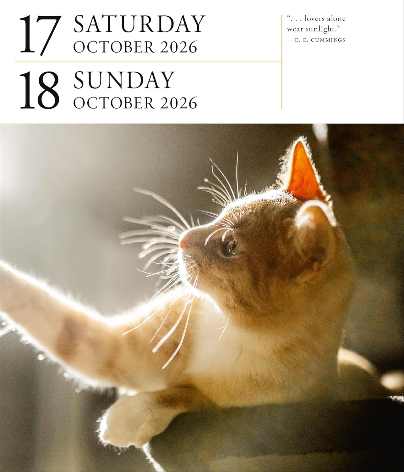 Cat Page-A-Day Gallery Calendar 2026: a Delightful Gallery of Cats for Your Desktop image number 5