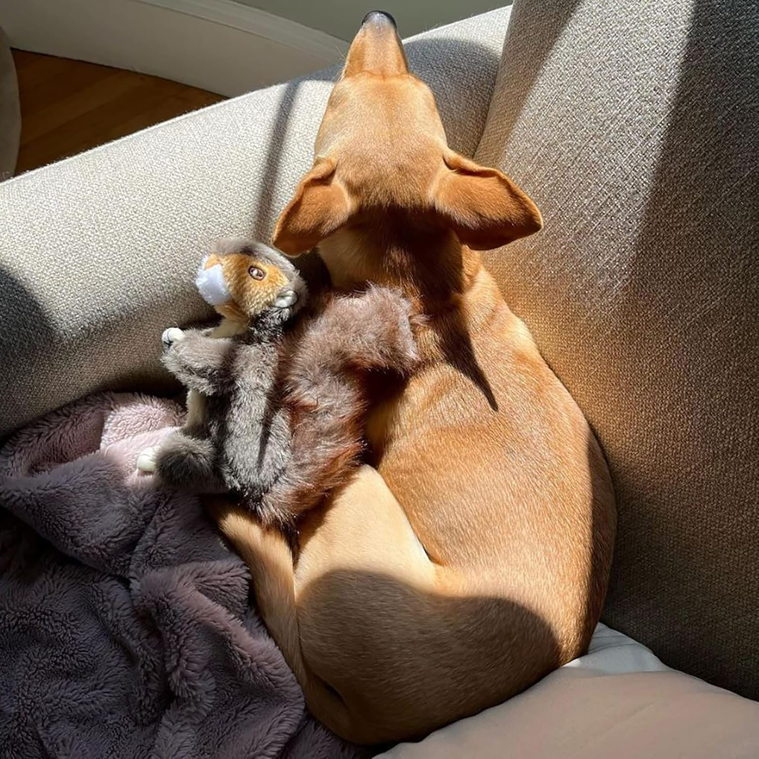 Woodlands Small Plush Squirrel Dog Toy- image number 6