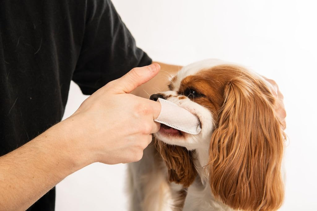 Pa & Paws Pet Dental Finger Wipes &ndash; 50Pcs | Fresh Breath & Oral Hygiene for Dogs & Cats | Peppermint | Safe & Easy Pet Tooth Cleaning image number 4