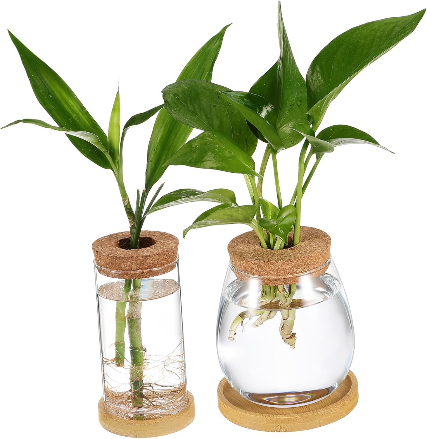 2Pcs Hydroponic Plant Vase Glass Terrariums Cork Lid Propagation Vases for Indoor Water Planter for Seedling Pots and Gardening Supplies image number 5