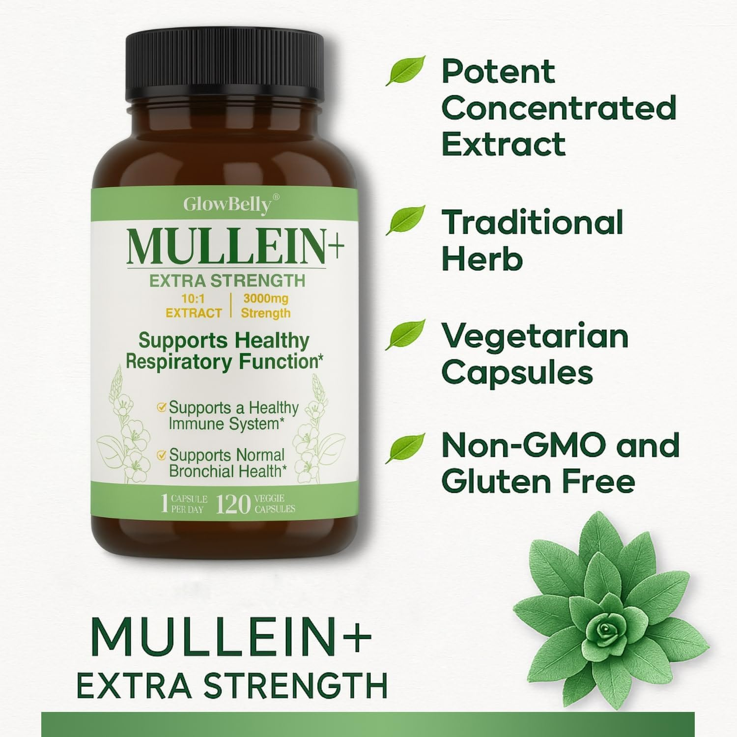 Extra Strength Mullein Leaf 10:1 Extract | 3000Mg Equivalent | 1-A-Day Formula | 120 Vegan Capsules | Non-Gmo, Gluten-Free Herbal Supplement by Glowbelly