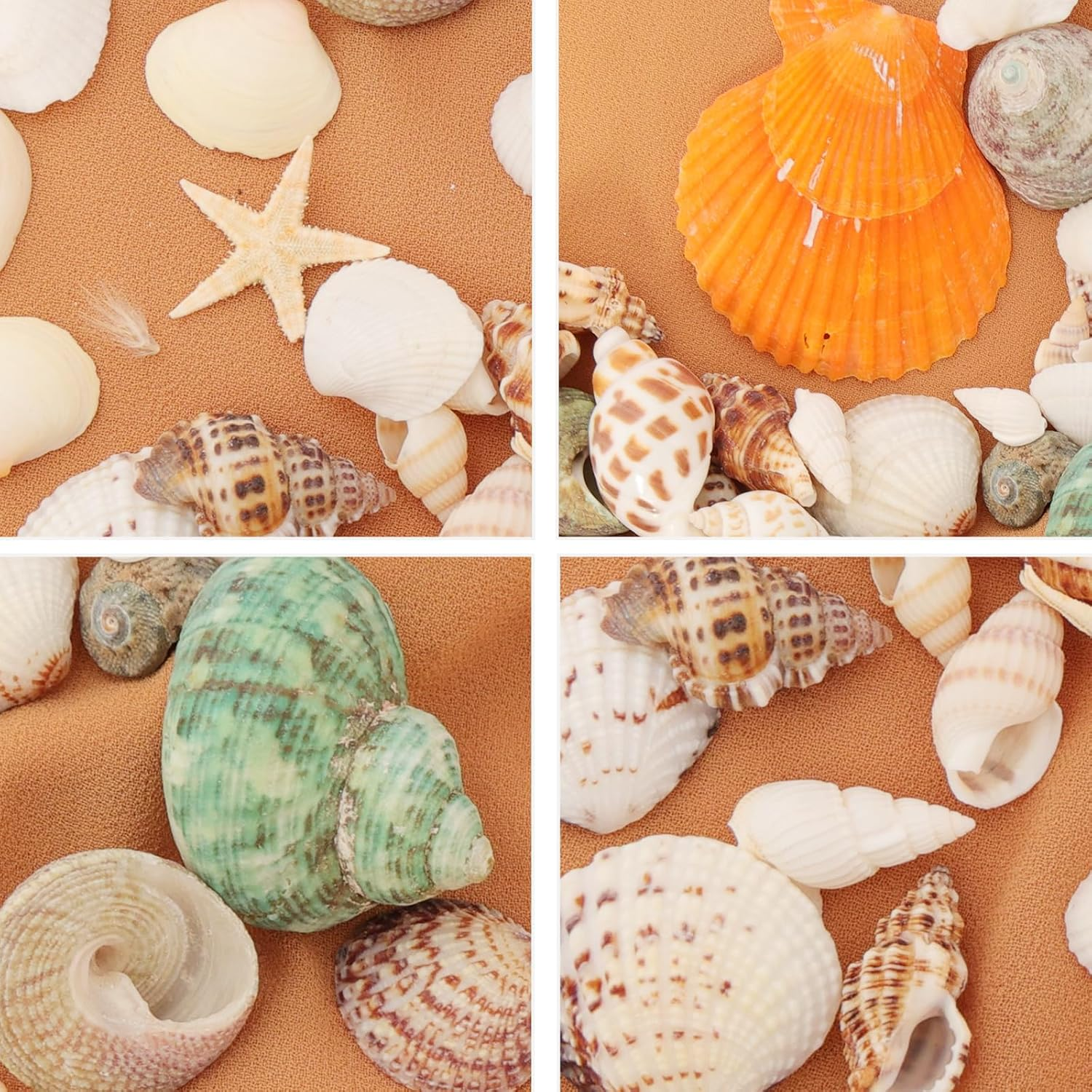 110+ Pcs Mixed Sea Shells Beach Seashells Starfish for Crafts Natural Various Sizes Ocean Conch Starfish Shells for DIY Home Fish Tank Vase Fillers Decorations Decorating Beach Theme Party image number 1