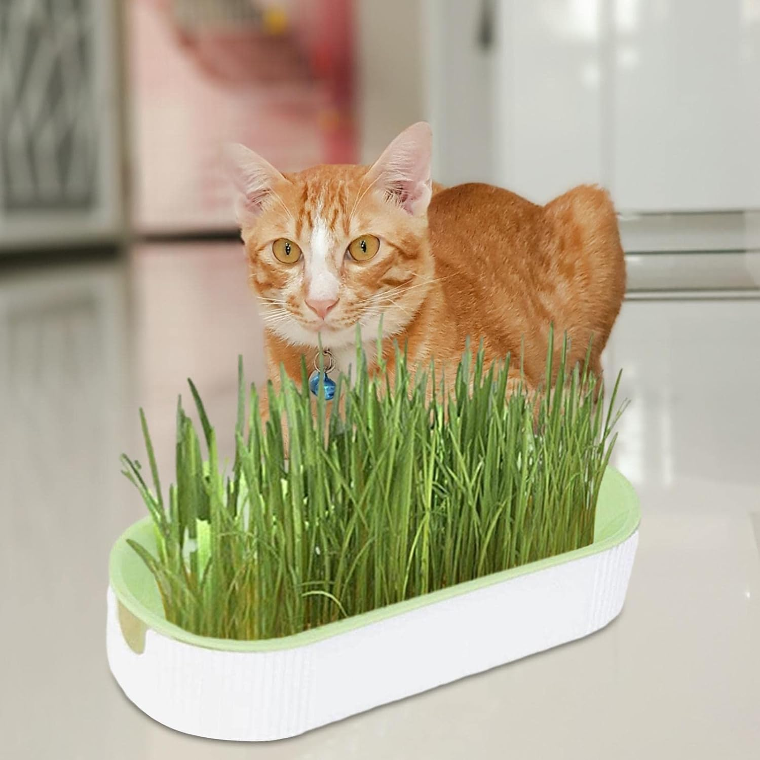 Cat Grass Growing Kit, Pet Grass Growing Kit, Indoor Cat Grass, Cat Grass Planting Box with Seeds, Soil- Cat Snacks Hairball Removal Pet Food for Nursery, Garden and Indoor Balcony image number 1