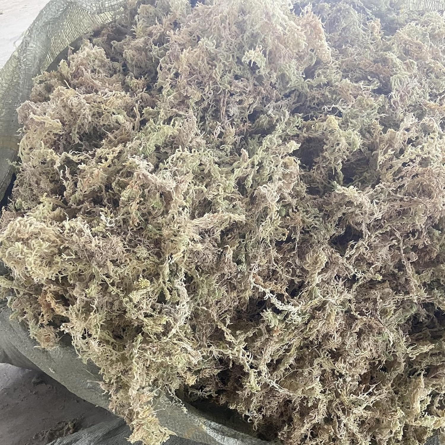 Rronnoy Sphagnum Moss for Orchids - Natural Orchid Moss,Floral Supplies for Houseplant Terrariums Aquarium Floral Crafts Tank Outdoor Pond Gardening Indoor image number 3