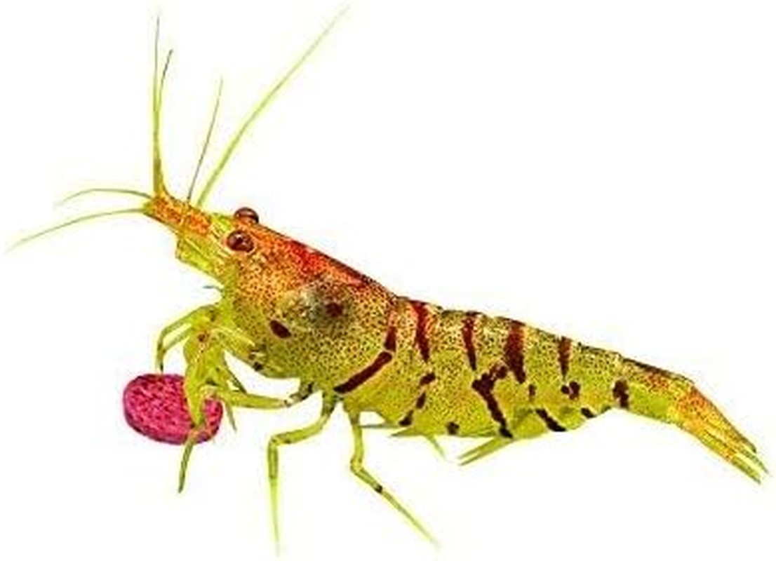 Sera Vipachips Tropical Wafers, Staple Food for Ornamental Fish Eating at the Bottom, for Freshwater Aquariums, 250Ml (90G) image number 6