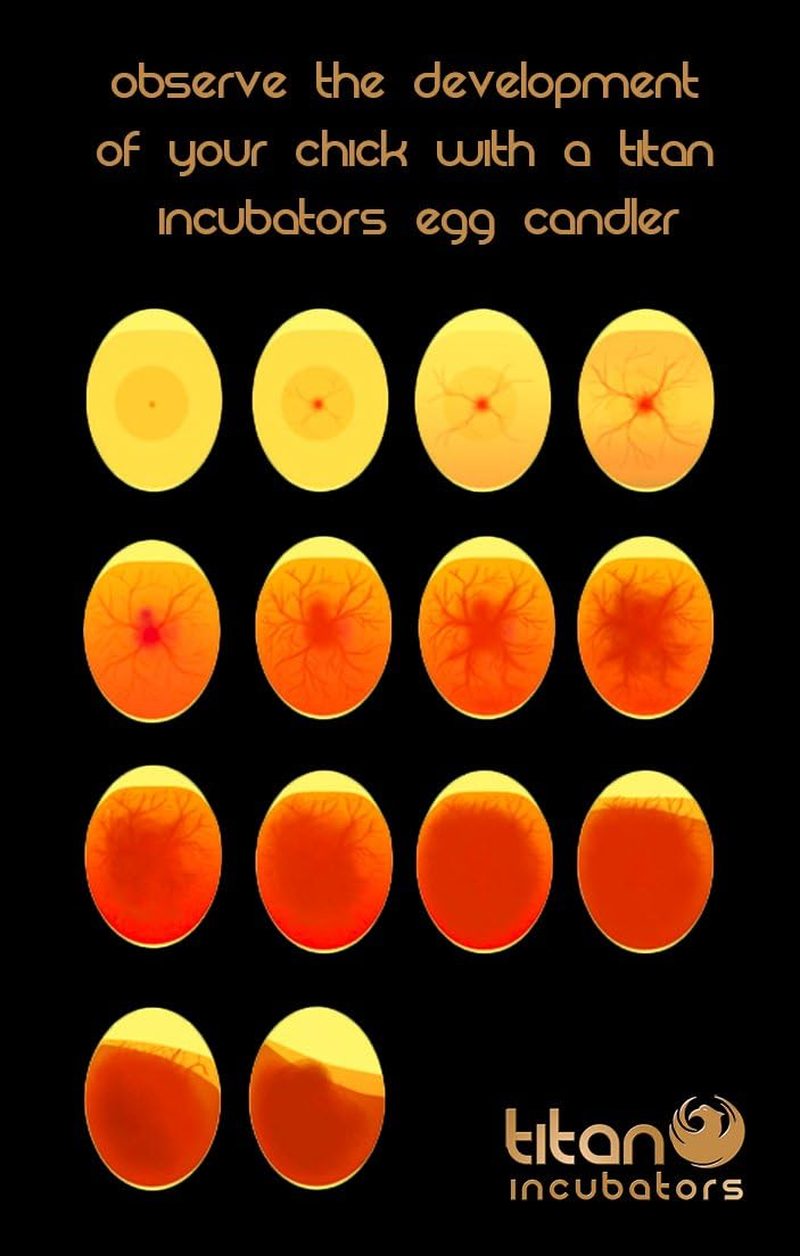 High Intensity Chicken Egg Candler/Egg Test - Battery Powered image number 4