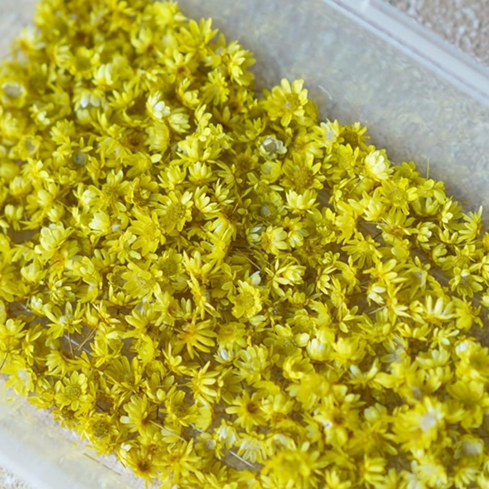 Poemtian Natural Dried Flowers Real Dried Flowers Little Star Flower Pressed Daisy Flowers for DIY Crafts Resin Candle Casting Jewelry Decorations Nail Art Decor (Color)