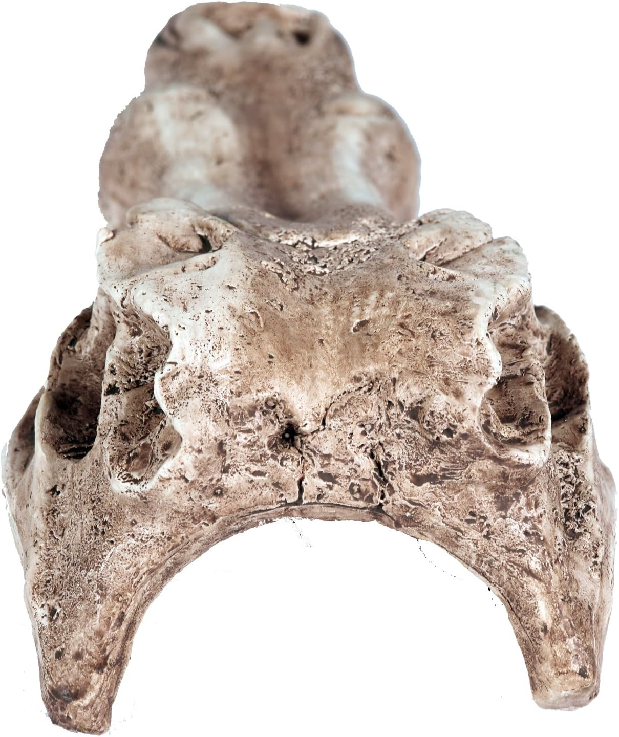 Pet Ting Alligator Skull Aquatic Ornament - Aquarium Decoration - Vivarium Decoration image number 5