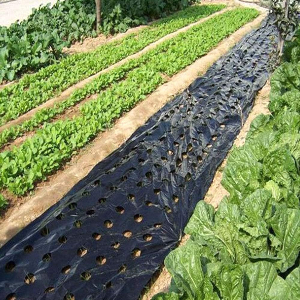 Garden Vegetable Mulch Film, Garden Plastic Film, 4 Ft X 38 Ft Agricultural Plant Grow Greenhouse Perforated PE 5 Holes for Potato, Tomato, Eggplant, Strawberry image number 2