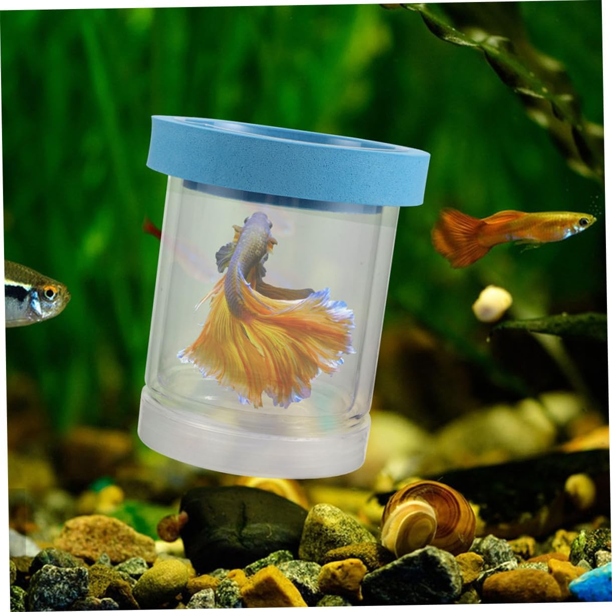 Toyvian Floating Fish Breeding Isolation Box Transparent Hatchery Incubator for Aquarium Nursery Tank Divider Suitable for Small Fish Betta Shrimp Aquatic Pets image number 6