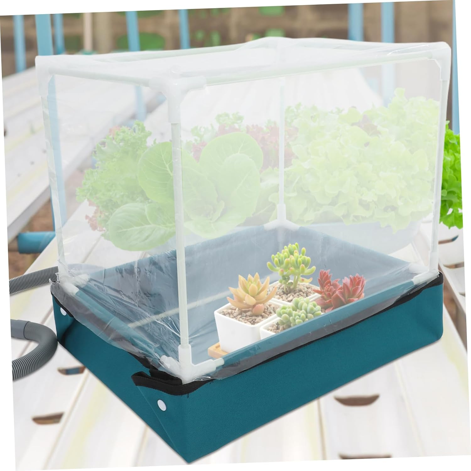 PAMINGONO Succulent Planting Box Indoor Greenhouse Kit Compact Succulent Greenhouse for Tabletop Garden Display Mini Plant Container Drainage and Small Container Gardening