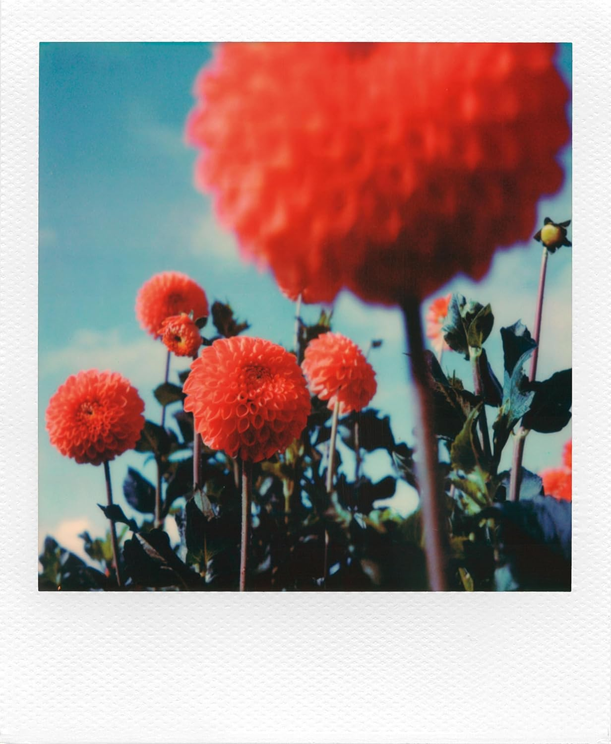 Polaroid SX-70 Colour Film - Color image number 3