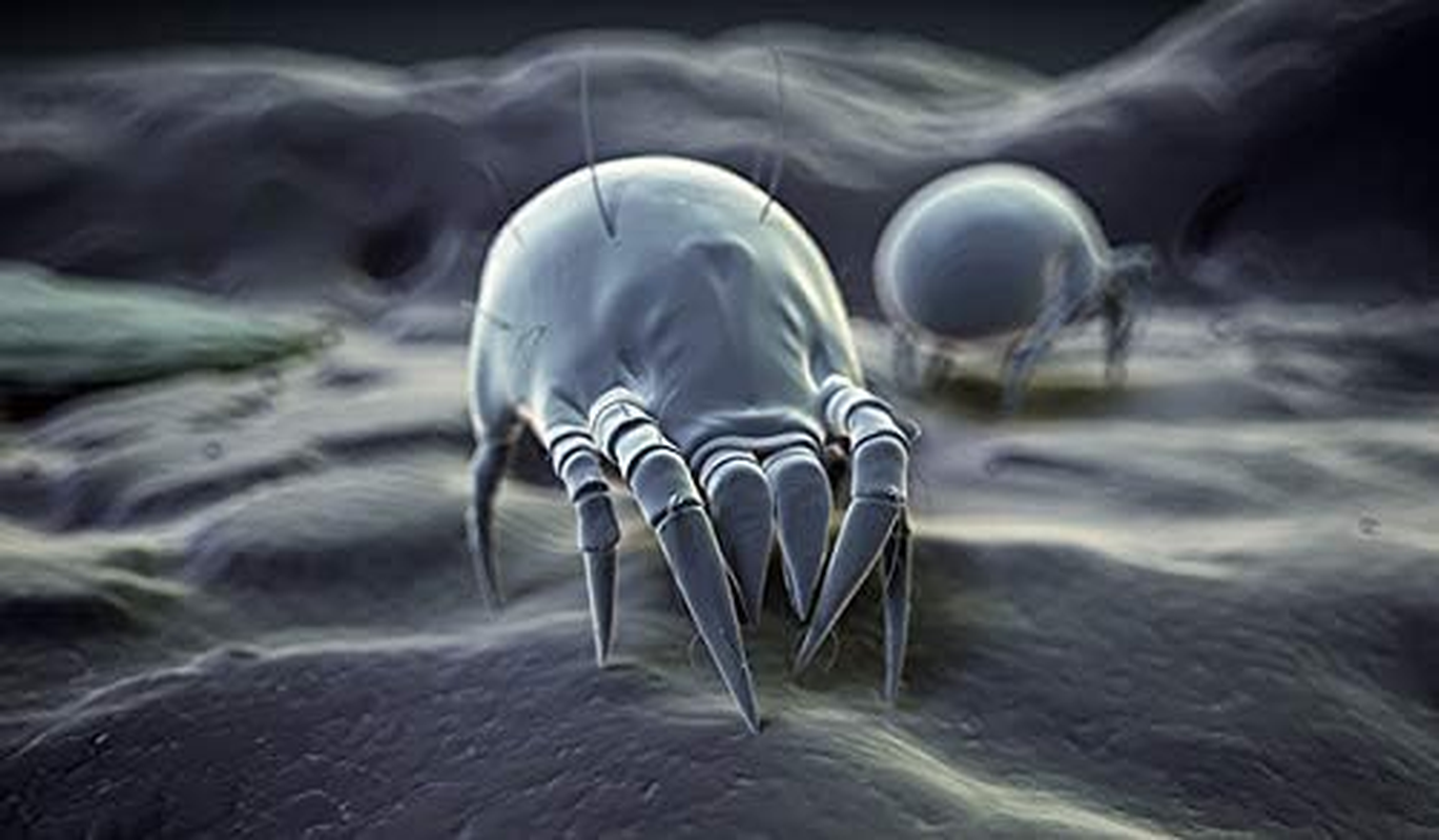 Evo-Pro-Tech Encasing Allergy Bed Linen Set of 3 (80/80-135/200-90/200/20) image number 2