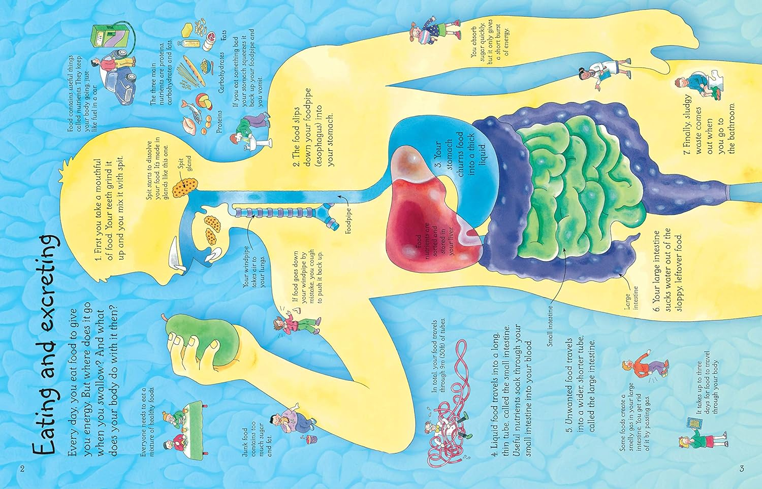 See inside Your Body