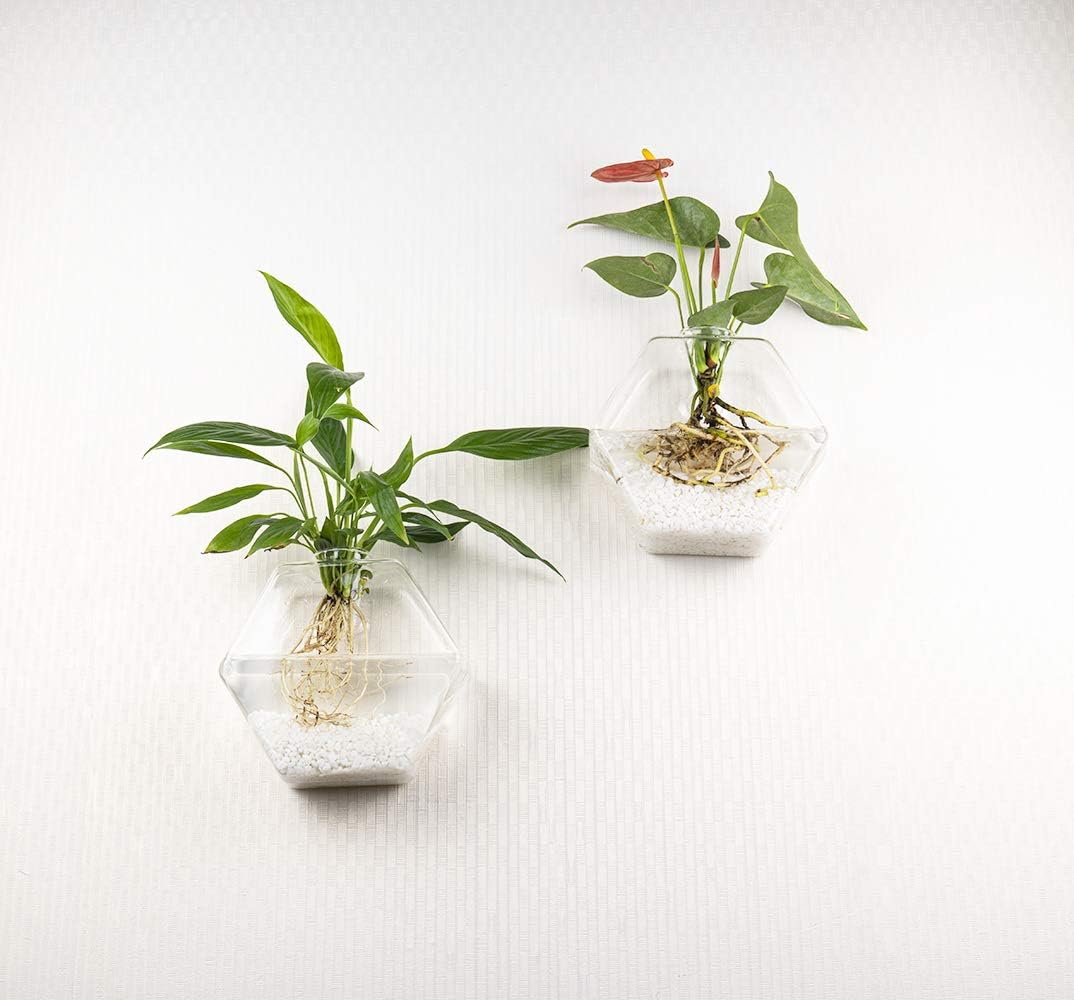 Kingbuy Design Home Decor Wall Decorations Set of 3 Pack Plant Terrarium Glass Planter Hexagon Shape Wall Hung Water Planting Glass Vase image number 5