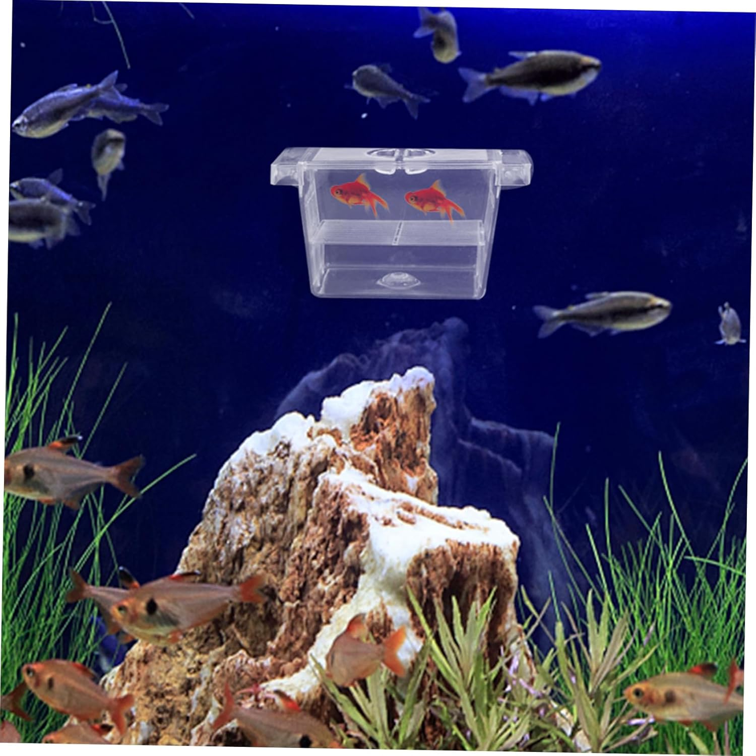 BESPORTBLE Fish Breeding Box with Suction Cups, Self-Floating Double-Layer Aquarium Divider for Betta Fish Incubation and Fry Isolation, Hatchery Tank for Aquatic Pets image number 4