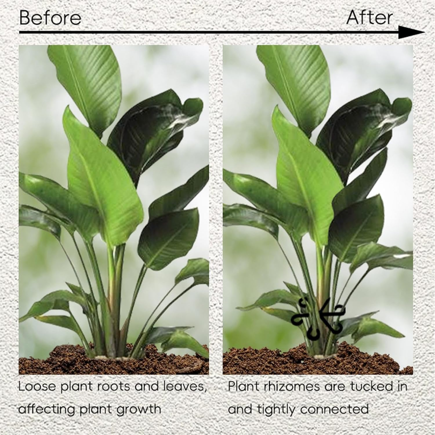 Plant Stem Holder, Climbing Indoor Plant Trunk Support, 4PCS Plants Support Stake, Reusable Flower Plants Stakes Climbing Houseplant Trellis for Potted Plants - Green image number 3