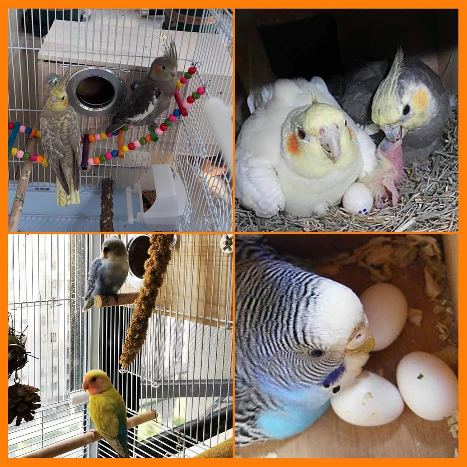 Parakeet Nesting House - Budgie Nest Box for Cockatiels, Lovebirds, and Medium to Large-Sized Birds image number 5