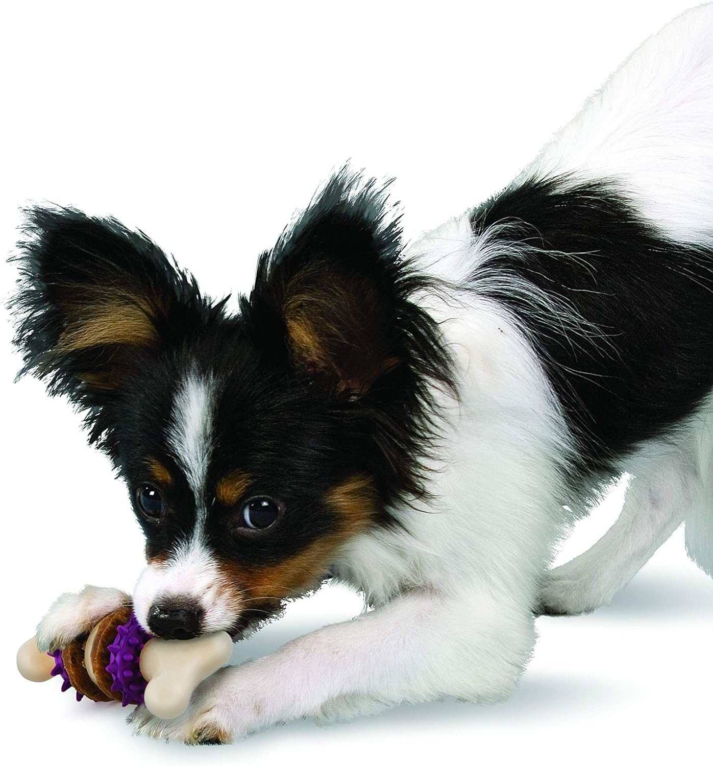 Petsafe Busy Buddy Bristle Bone Chew Toy for Dogs Multicolor image number 6