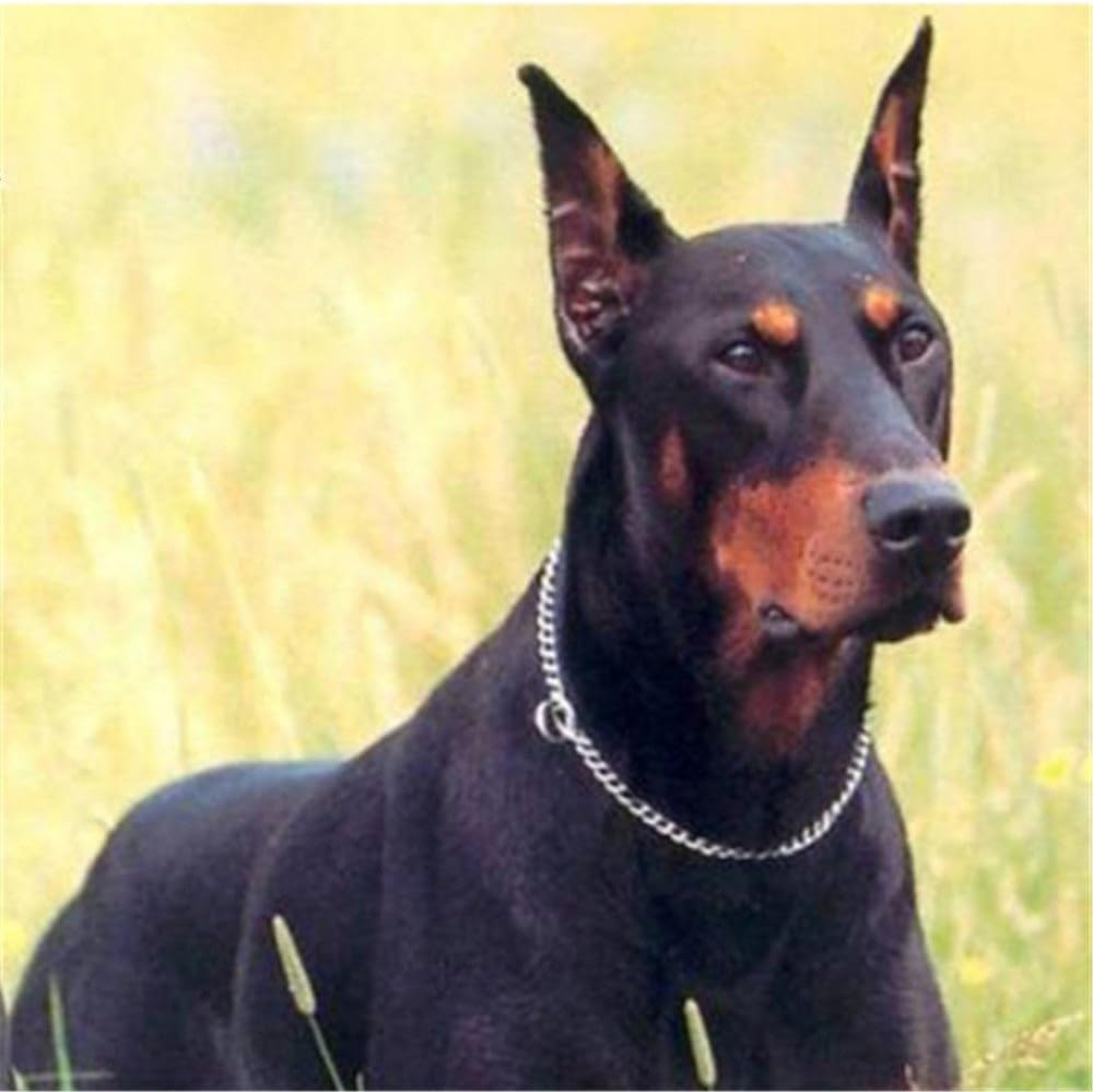 JWPC Stainless Steel P Chock Metal Chain Training Dog Pet Collars Necklace Walking Training Pet Supplies for Small Medium Large Dogs,50Cm