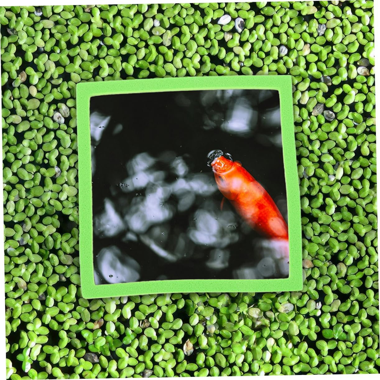 ARTSEWPLY 20Pcs Aquarium Floating Plant Barrier Rings with Fish Feeding Design Promote Photosynthesis and Protect Plants Enhance Tank Beauty Suitable for Aquatic Pets and Fish Feeding image number 6