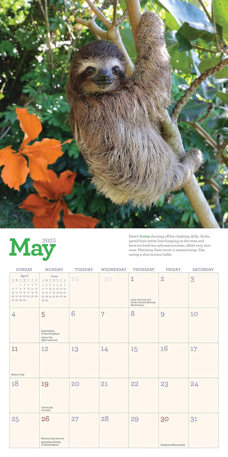Original Sloths Mini Wall Calendar 2025: Celebrate Life in the Slow Lane image number 2