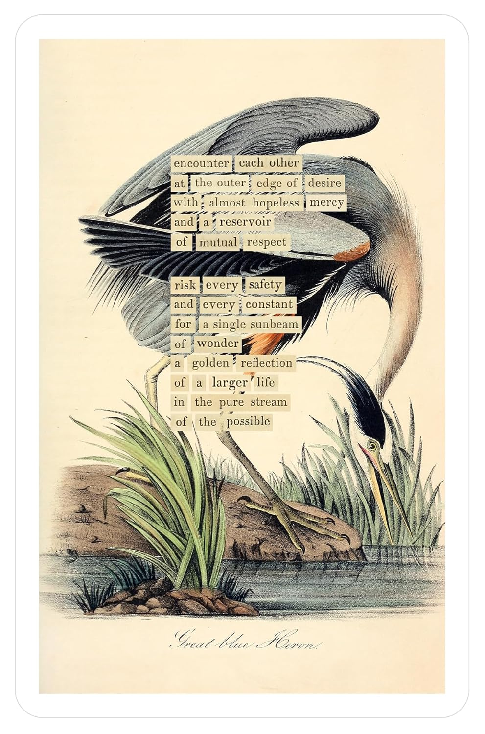 An Almanac of Birds: 100 Divinations for Uncertain Days image number 5
