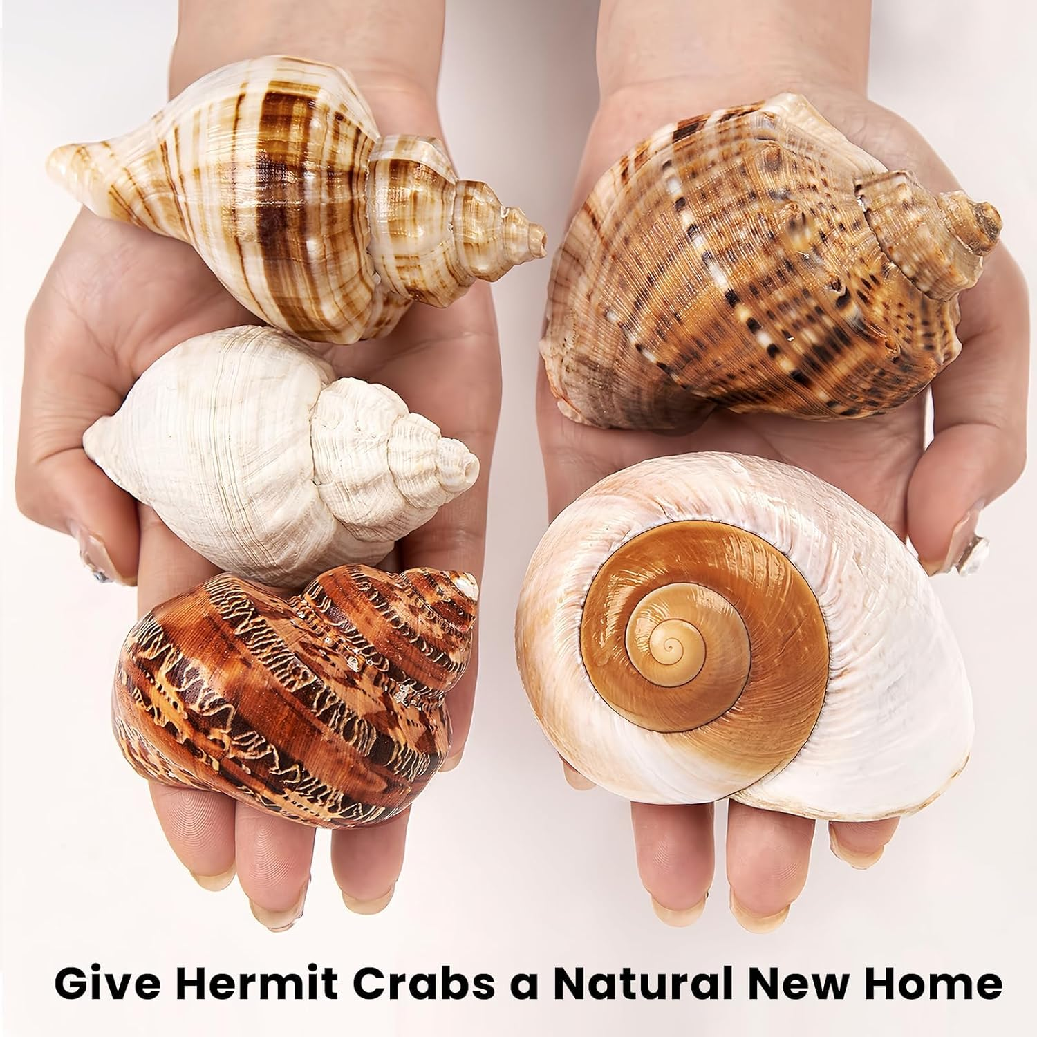 5PCS Large Hermit Crab Shells | Natural Sea Conch Size 2.8" - 3.9", Opening Size 1.5" - 2.5" | Turbo Seashells for Hermit Crab Supplies and Beach Decoration Large Sea Shell image number 1