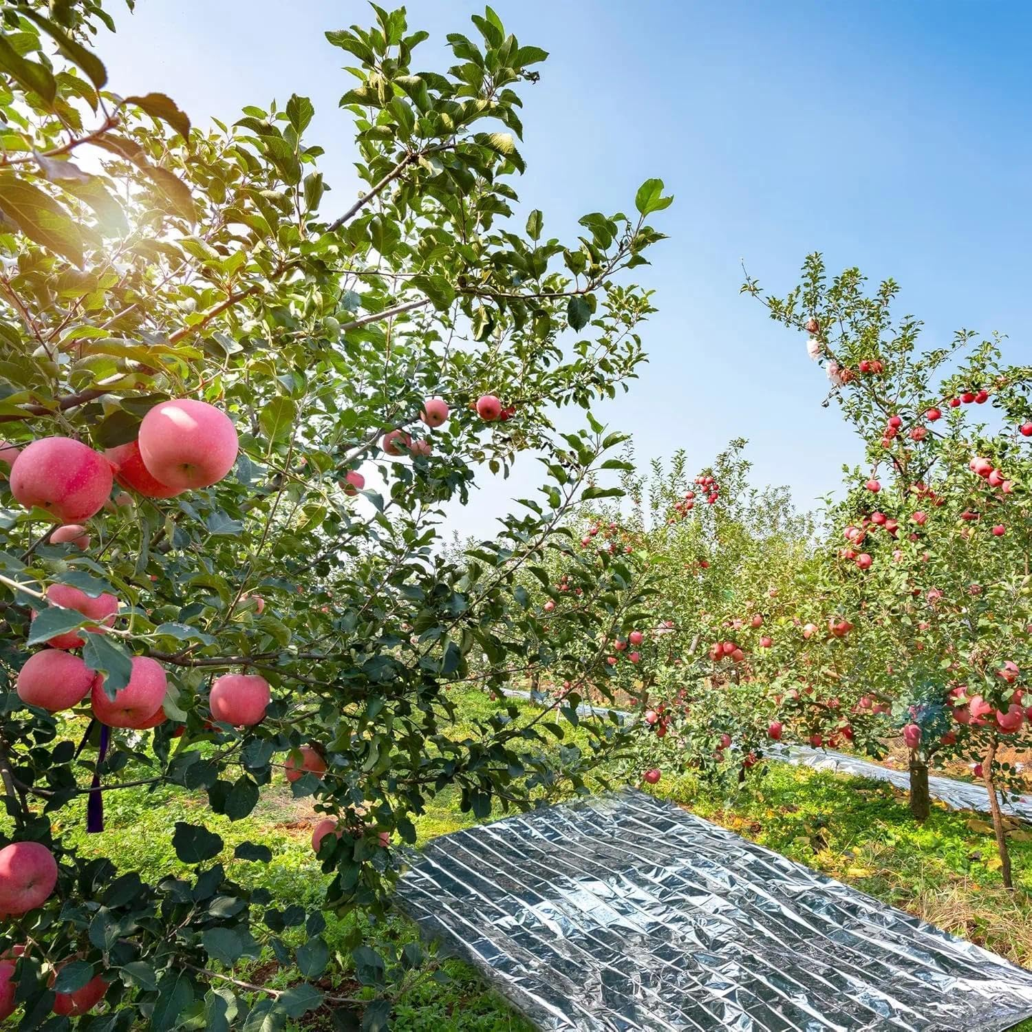 Plant Growth Mylar Film - Reflective Emergency Blanket for Survival, Outdoor Camping, Greenhouse Insulation, 4 Pieces (210 X 130 Cm) - PETP Material, Lightweight, Foldable - Unron image number 2