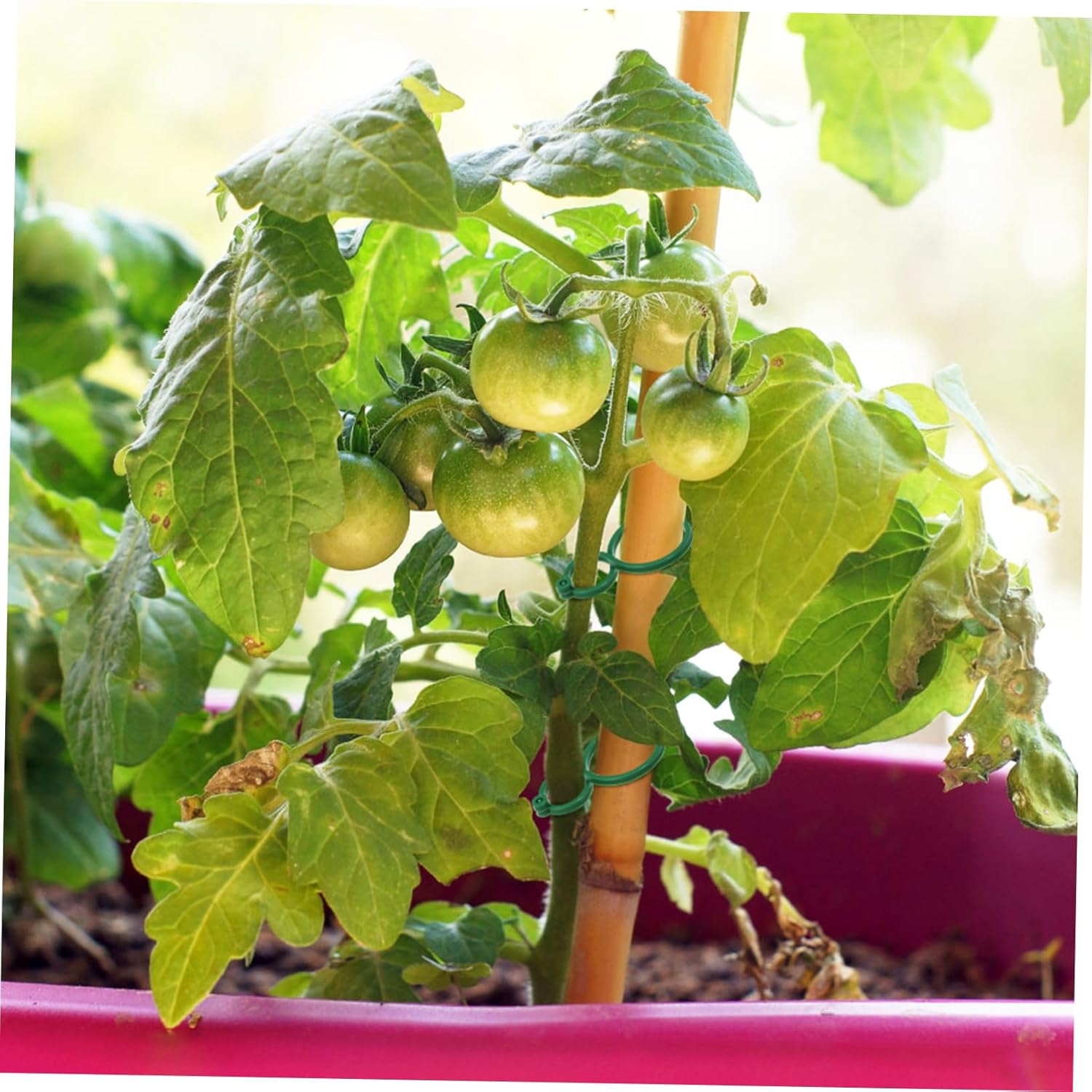 100Pcs Small Plant Support Clips Garden Tie Tomato Vine Trellis Clips for Climbing Plants and Vegetable Stems Gardening Supplies image number 3