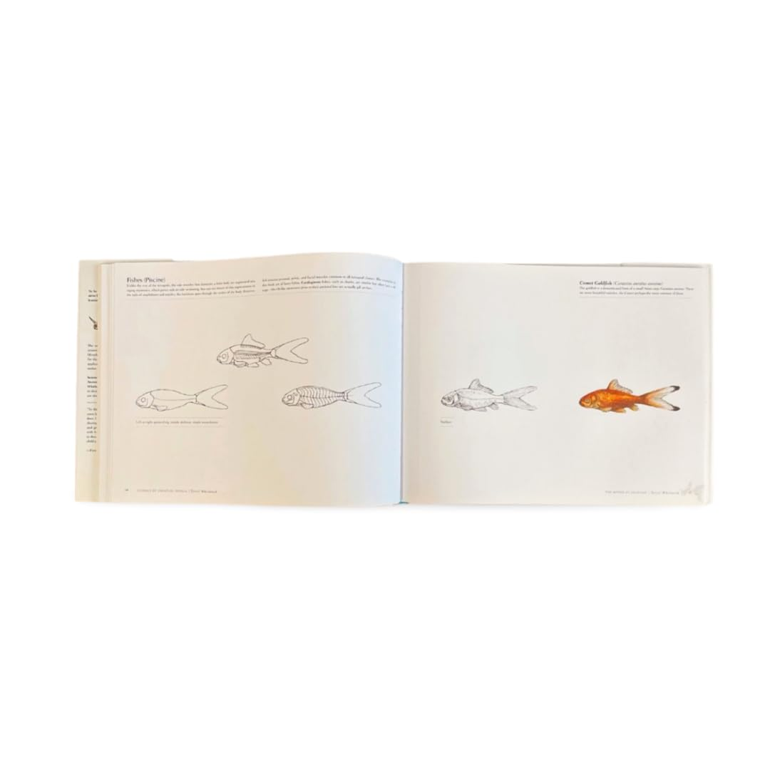 Science of Creature Design: Understanding Animal Anatomy image number 4