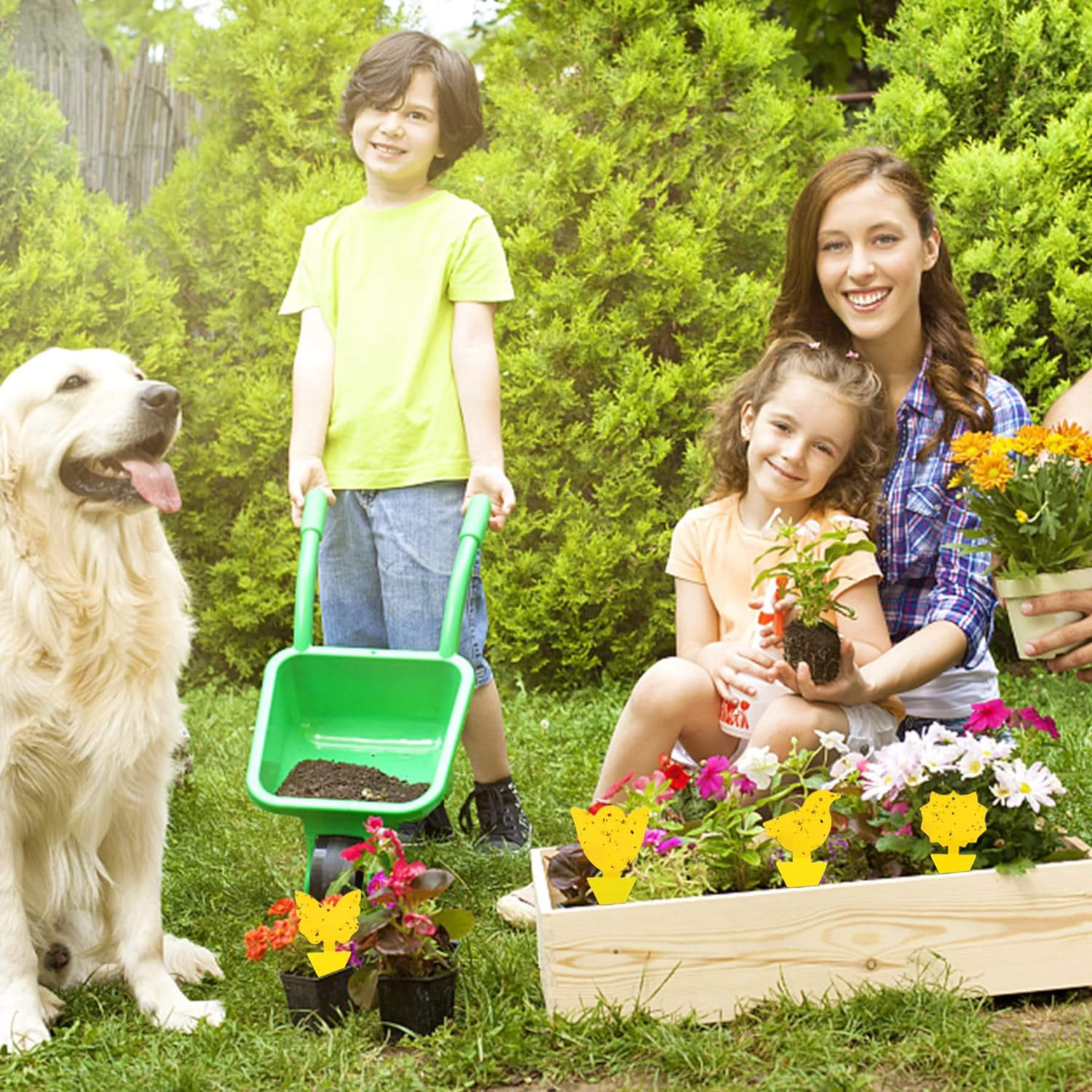 36 Pcs Combo Sticky Traps for Fungus Gnat (Plants), Flying Insect, Whitefly and Fly, Yellow Sticky Insect Catcher Traps for Indoor/Outdoor, Kitchen, and Plants, High-End Glue, Non-Toxic, 5 Shapes image number 1