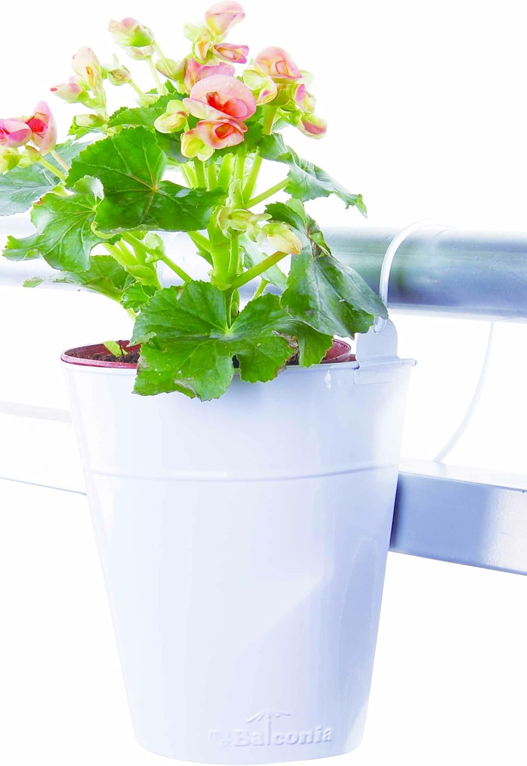 Collection Living My Balconia Bucky Flower White Enjoying the Veranda Terrace Veranda Gardening Garden Decor Gardening Supplies European Balcony