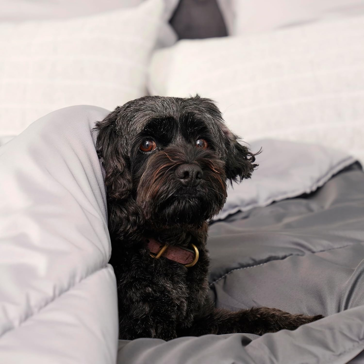 Tontine Doggy Doona&reg;, Quilt/Duvet/Blanket for Dogs Cats Pets, Single Size 140X210Cm, Use on Dog Bed, Couch & Sofa, Floor Mat, Car Seat, Antibacterial Treatment, Machine Washable. Australian Made