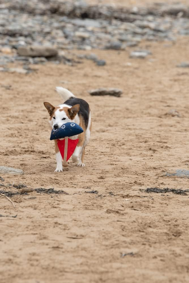 Petface Vehicles Boris the Boat Plush Dog Toy - Jenni The Jet image number 4