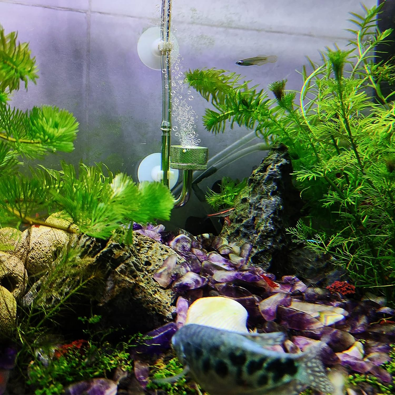 Boao 32.8 Ft Aquarium CO2 Proof Tubing Clear Airline Tubing Aquarium Air Tubing 5/16 Inch with 12 Pcs Suction Cups Aquarium Air Pump Accessories for Fish Tank image number 3