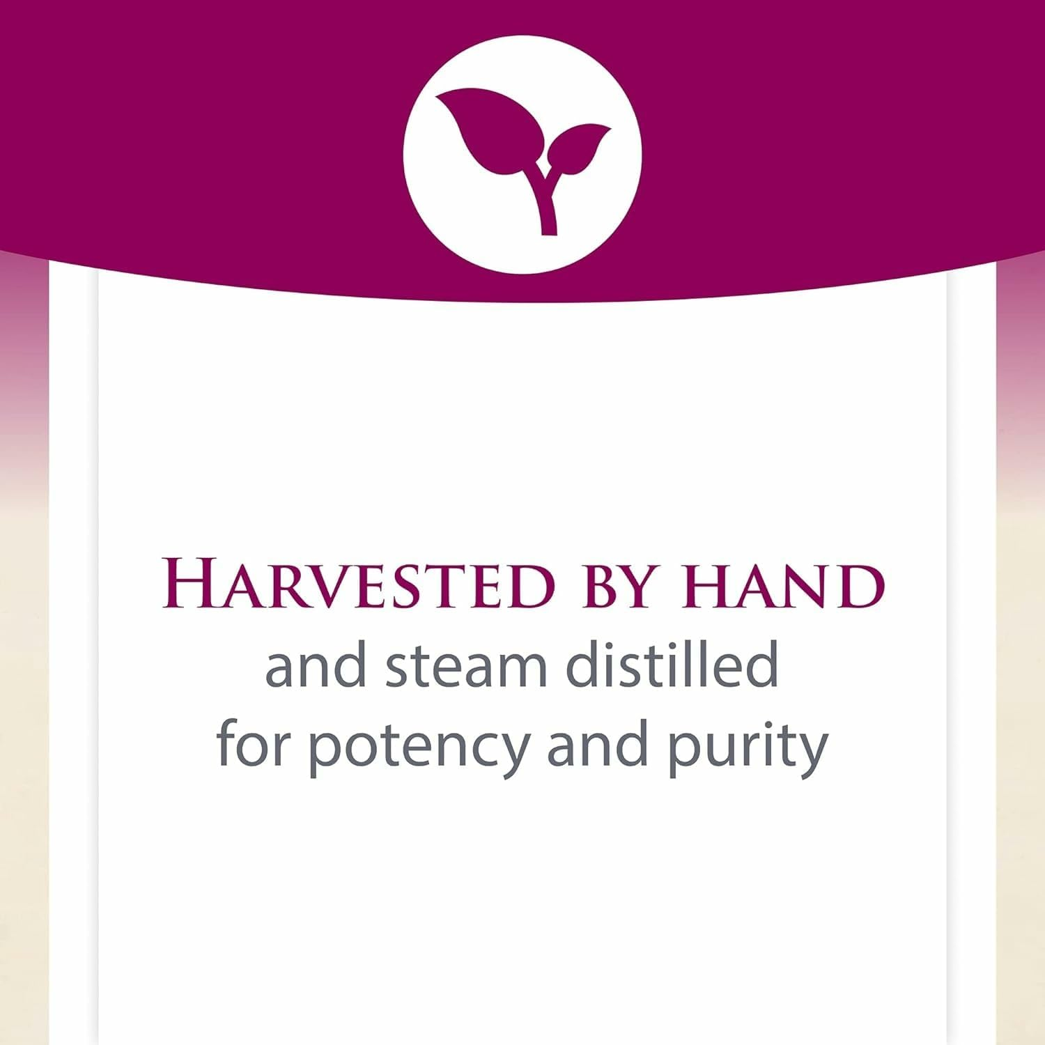 Natural Factors Organic Oil of Oregano, 180 Mg, 30 Softgels image number 6