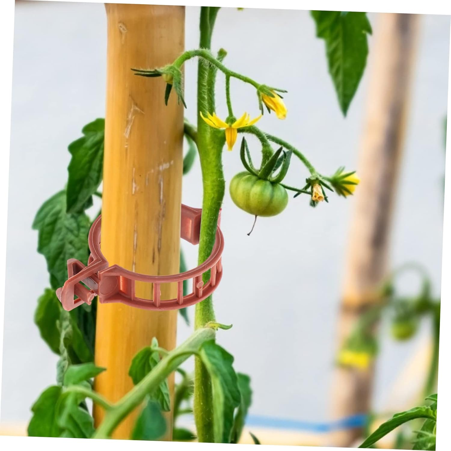 Kisangel 100Pcs Plastic Plant Clips Gardening Clamps Tomato Stem Support Fixing Clips 32Mm Diameter Brown for Garden Plant Growth and Vine Stabilizing image number 2