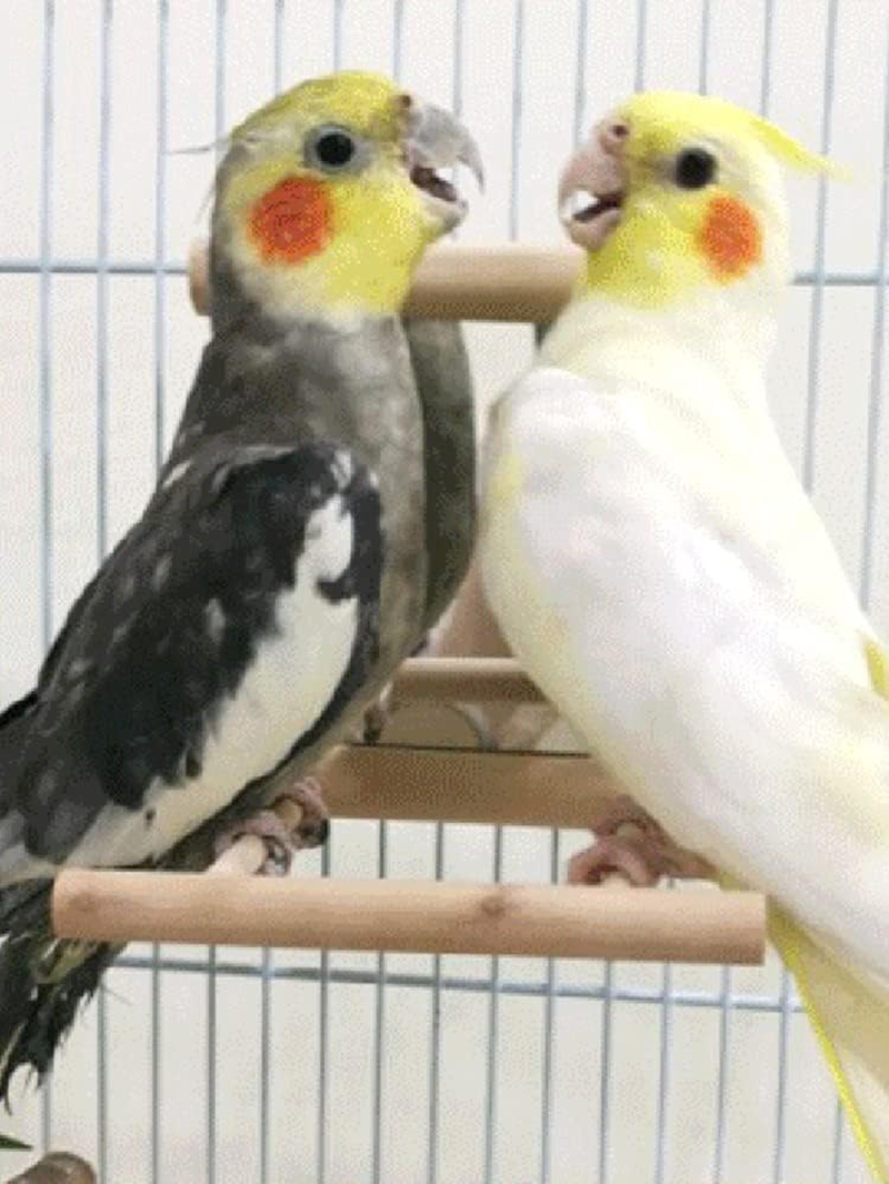 Bird Mirror for Parrots, Bird Stand, Perch with Mirror, Wooden Mirror with Landing Area, Bird Toy for African Greys, Macaw, Parakeets, Cockatiels Toy Birds image number 2