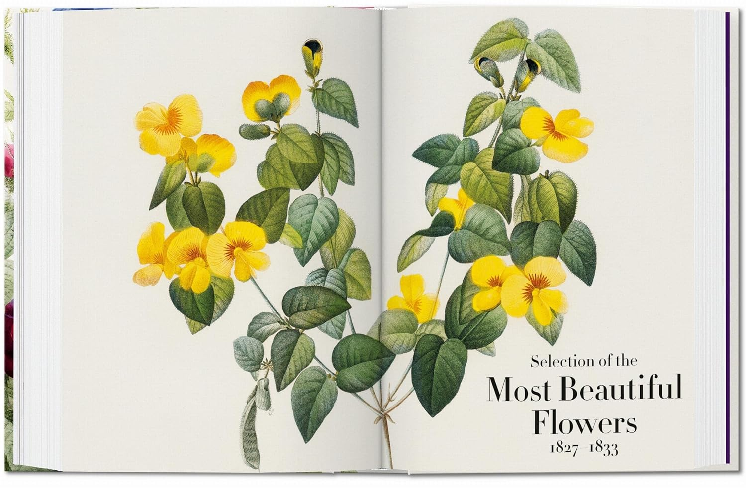 Redout&eacute;. the Book of Flowers. 40Th Ed.