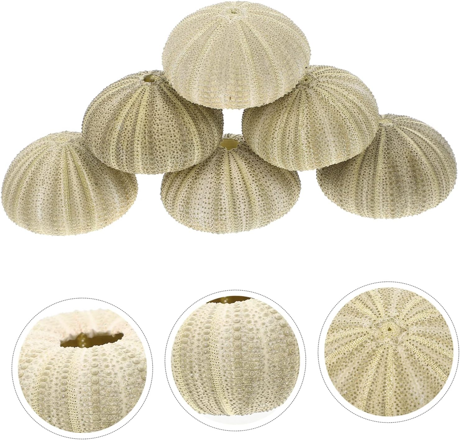PRETYZOOM 6Pcs Sea Urchin Decor Air Plant Pot Shell Conch Tabletop Flowerpots for Indoor Plant Pot Gardening Supplies
